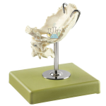 Atlas, Axis & Occipital Bone Model